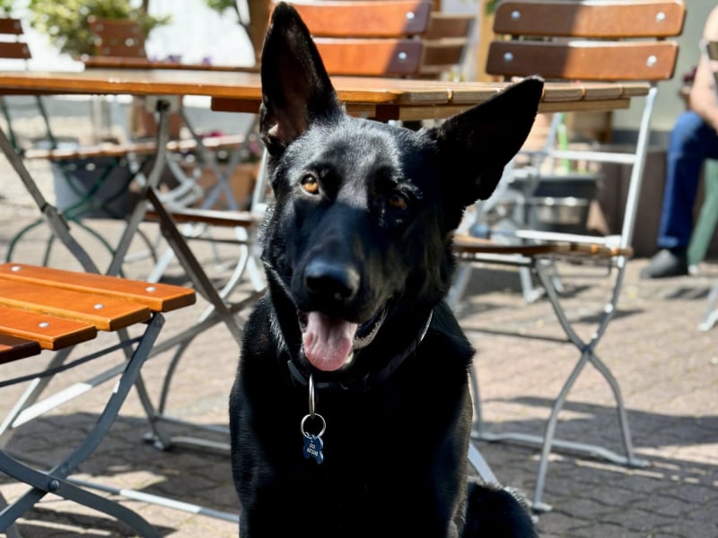 Der Hund - Eduard