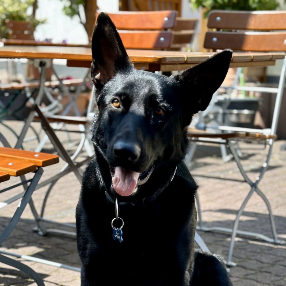 Ein Bild von Eduard (Hund)
